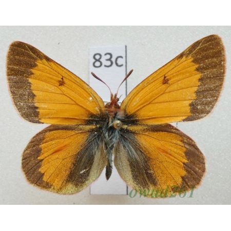 Colias baeckeri Kotzsch, 1930 male China83c